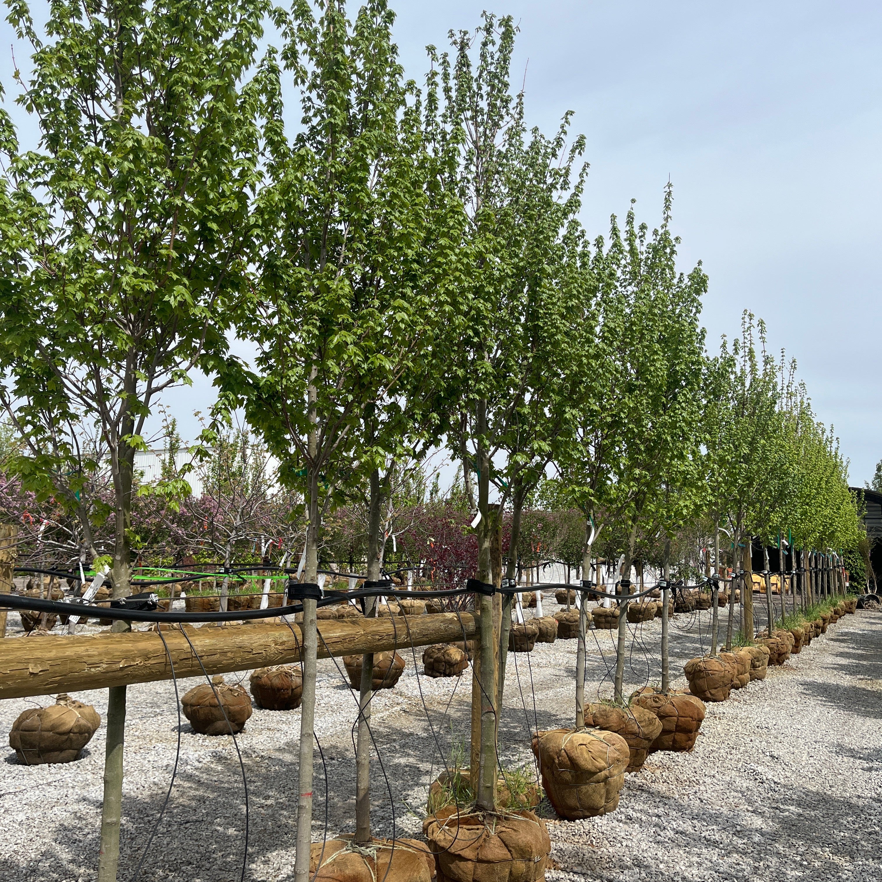 Sun Valley Red Maple - Acer rubrum - Ball & Burlap Tree (Multiple Sizes)
