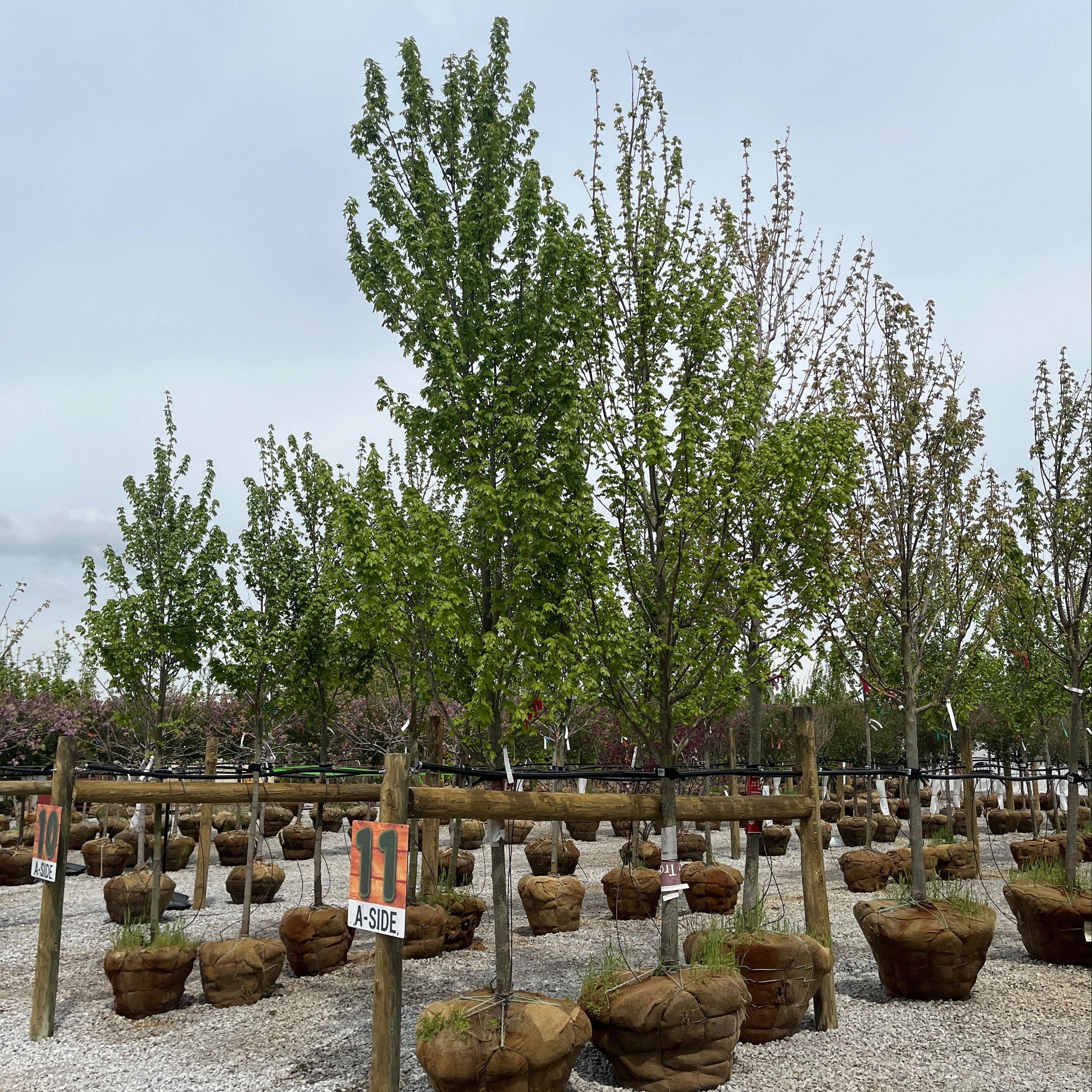 Sun Valley Red Maple - Acer rubrum - Ball & Burlap Tree (Multiple Sizes) - Image 2