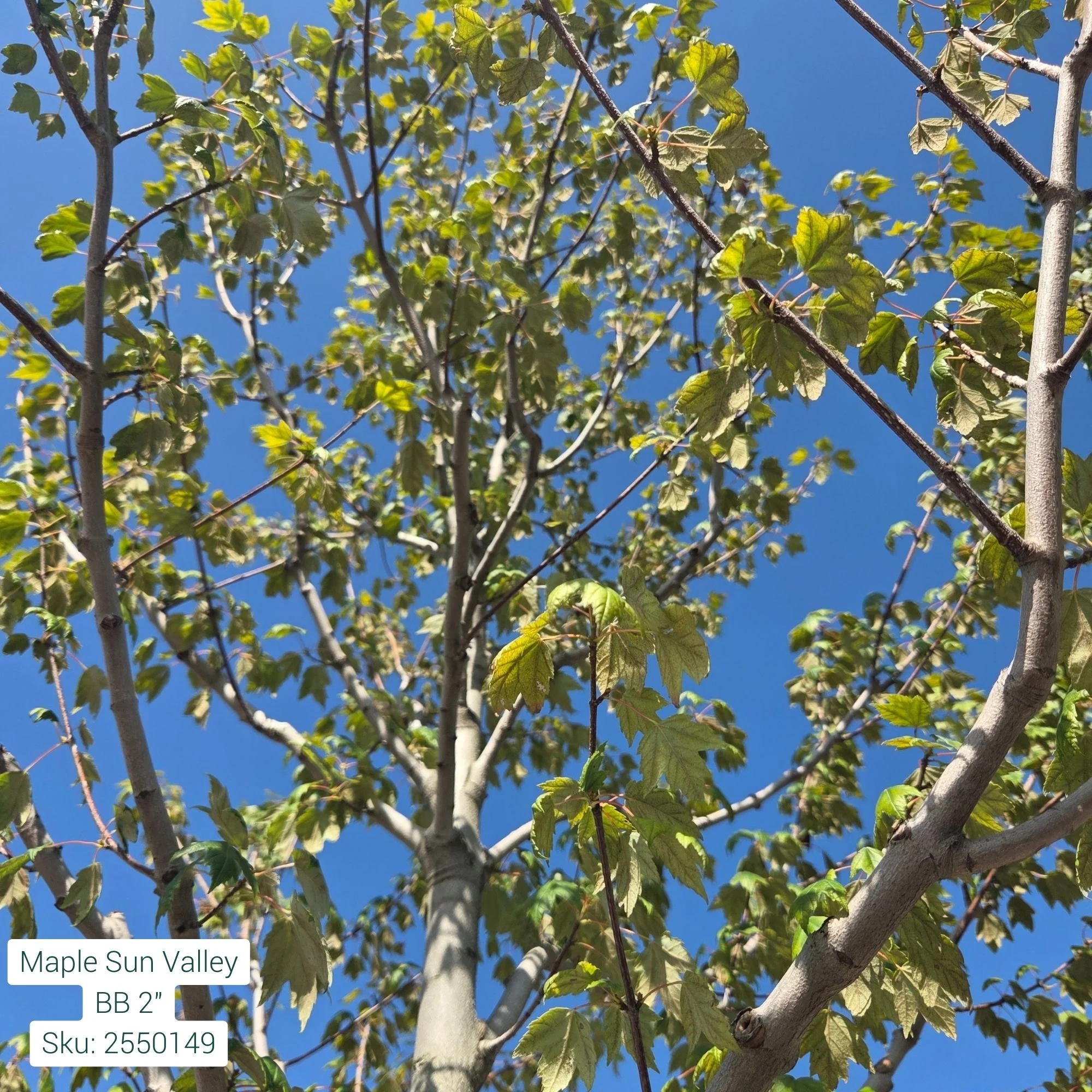 Sun Valley Red Maple - Acer rubrum - Ball & Burlap Tree (Multiple Sizes) - Image 3
