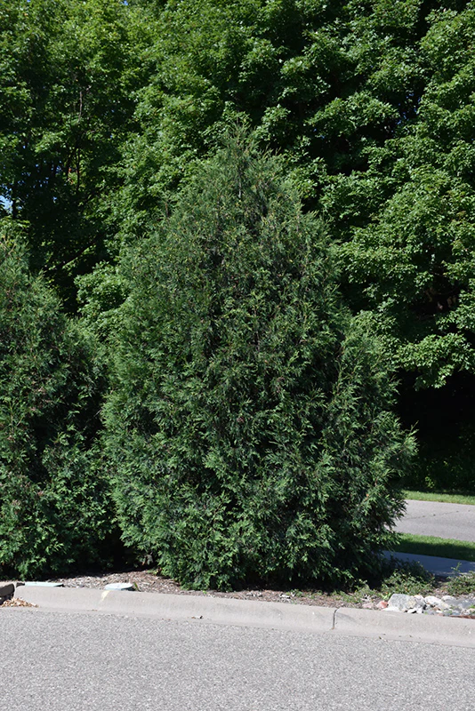 Techny Arborvitae - Thuja occidentalis - Ball & Burlap Tree (Multiple Sizes) - Image 2