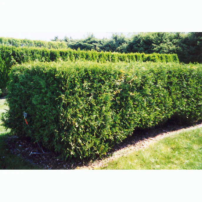 Techny Arborvitae - Thuja occidentalis - Ball & Burlap Tree (Multiple Sizes) - Image 3