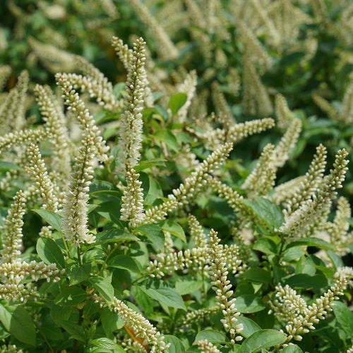 Itea Fizzy Mizzy Sweetspire - 2 Gallon Pot