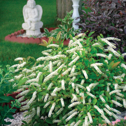 Itea Little Henry Sweetspire - 2 Gallon Pot