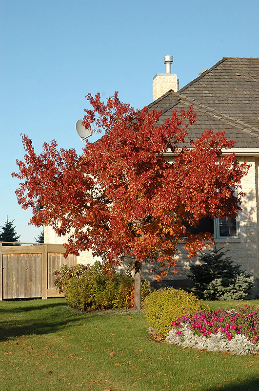 Tatarian Maple - Acer tataricum - 7 Foot Ball & Burlap Tree