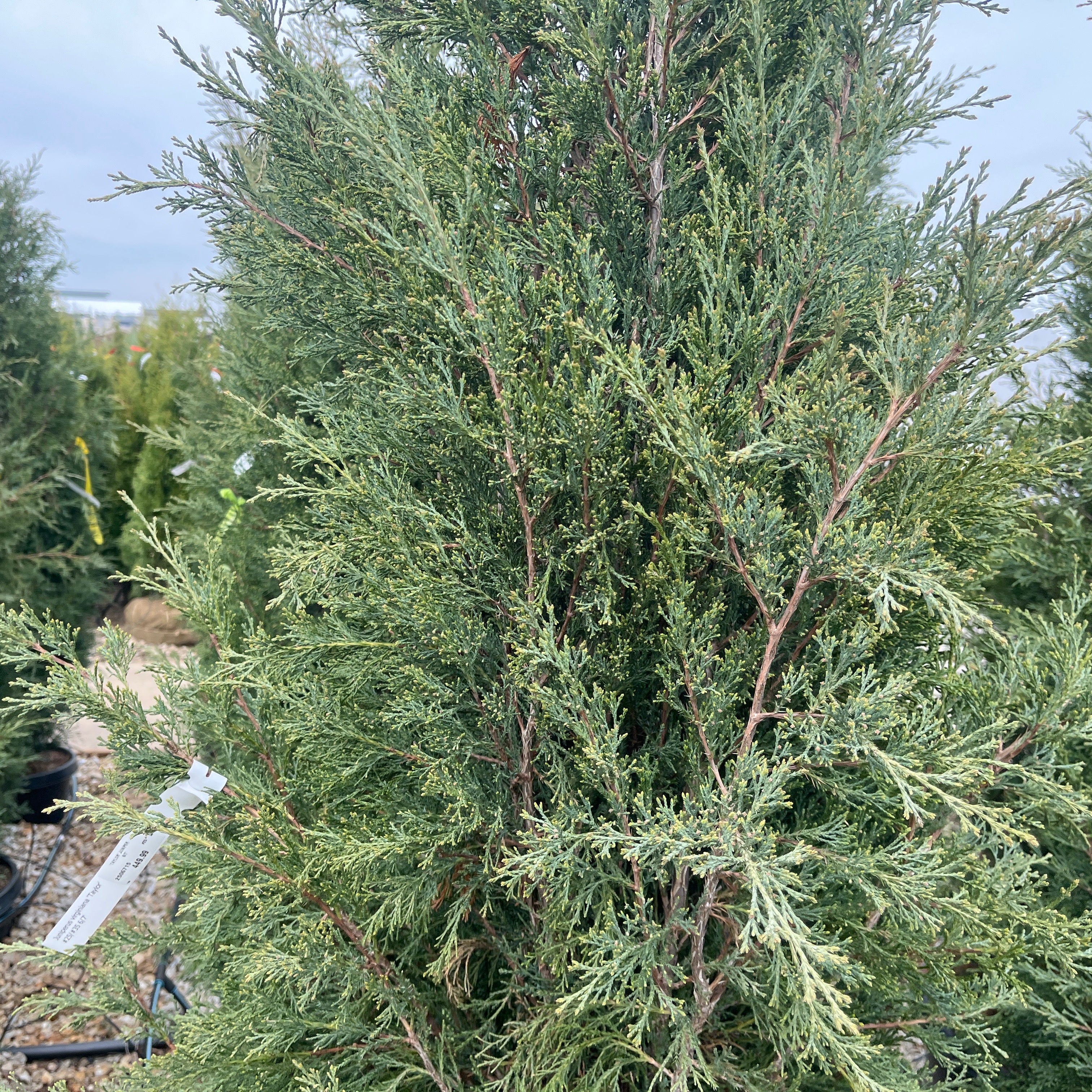 Taylor Juniper - Juniperus virginiana - 25 Gallon Potted Evergreen Tree - Image 2