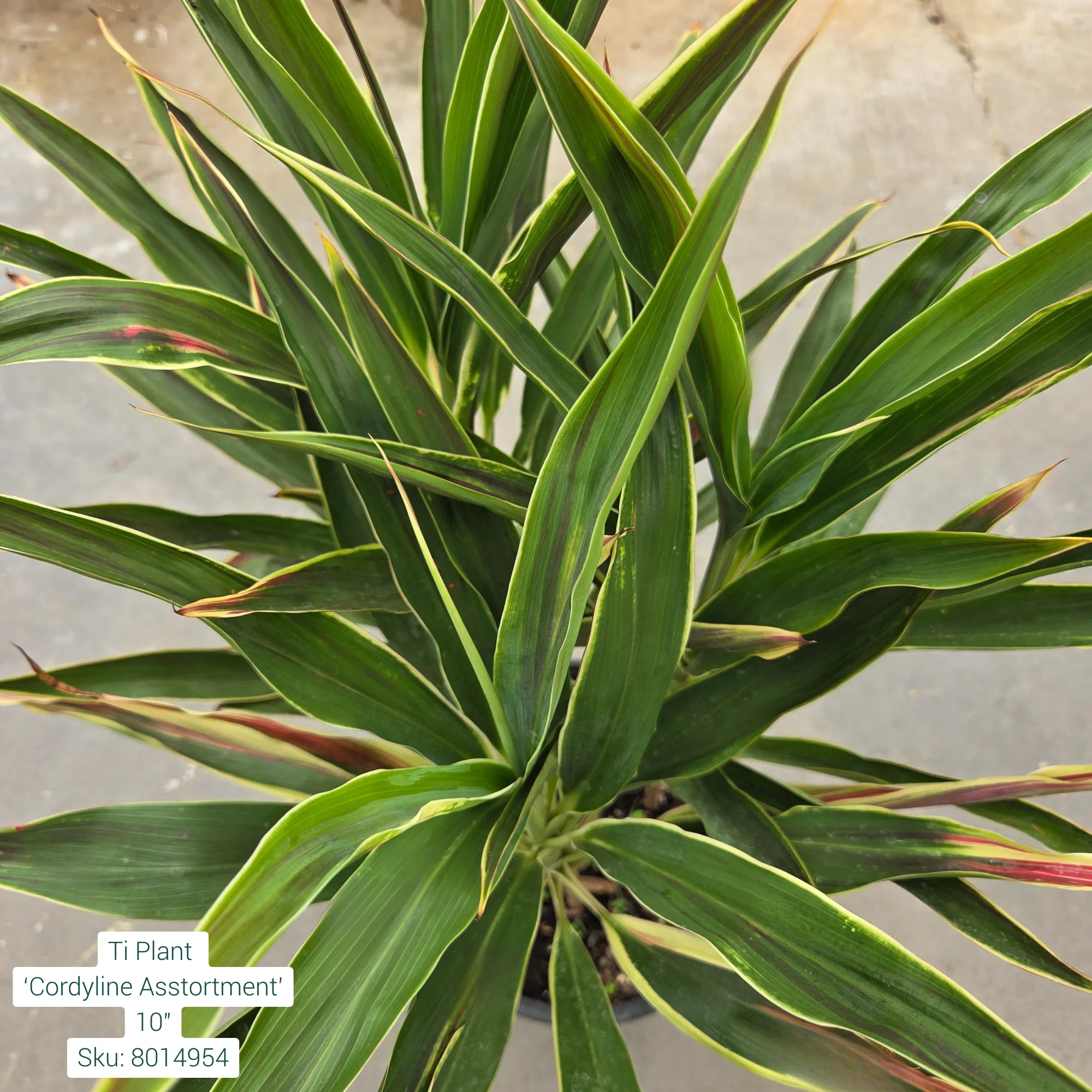 Ti Plant ‘Cordyline Asstortment’ 10in Pot - Image 2