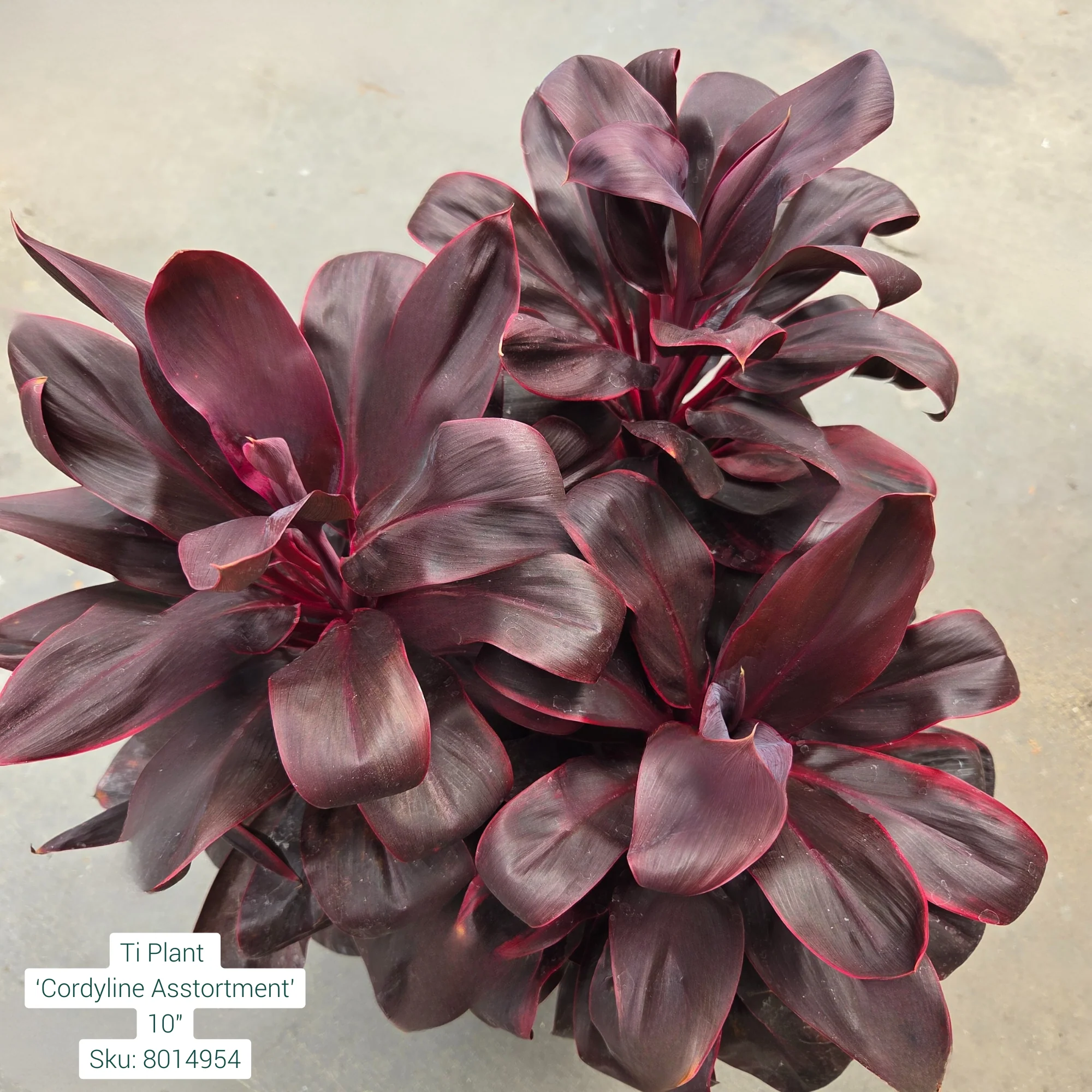 Ti Plant ‘Cordyline Asstortment’ 10in Pot - Image 4