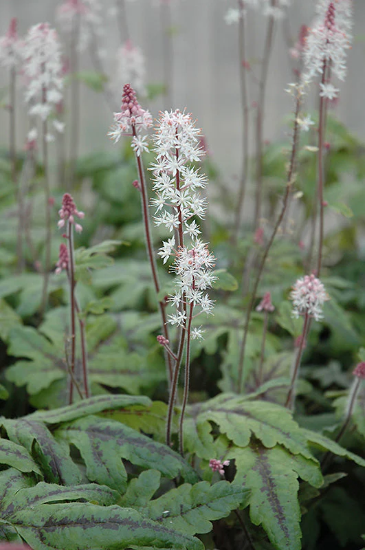 Tiarella Foam Flower Candy Striper - 8" Potted Perennial