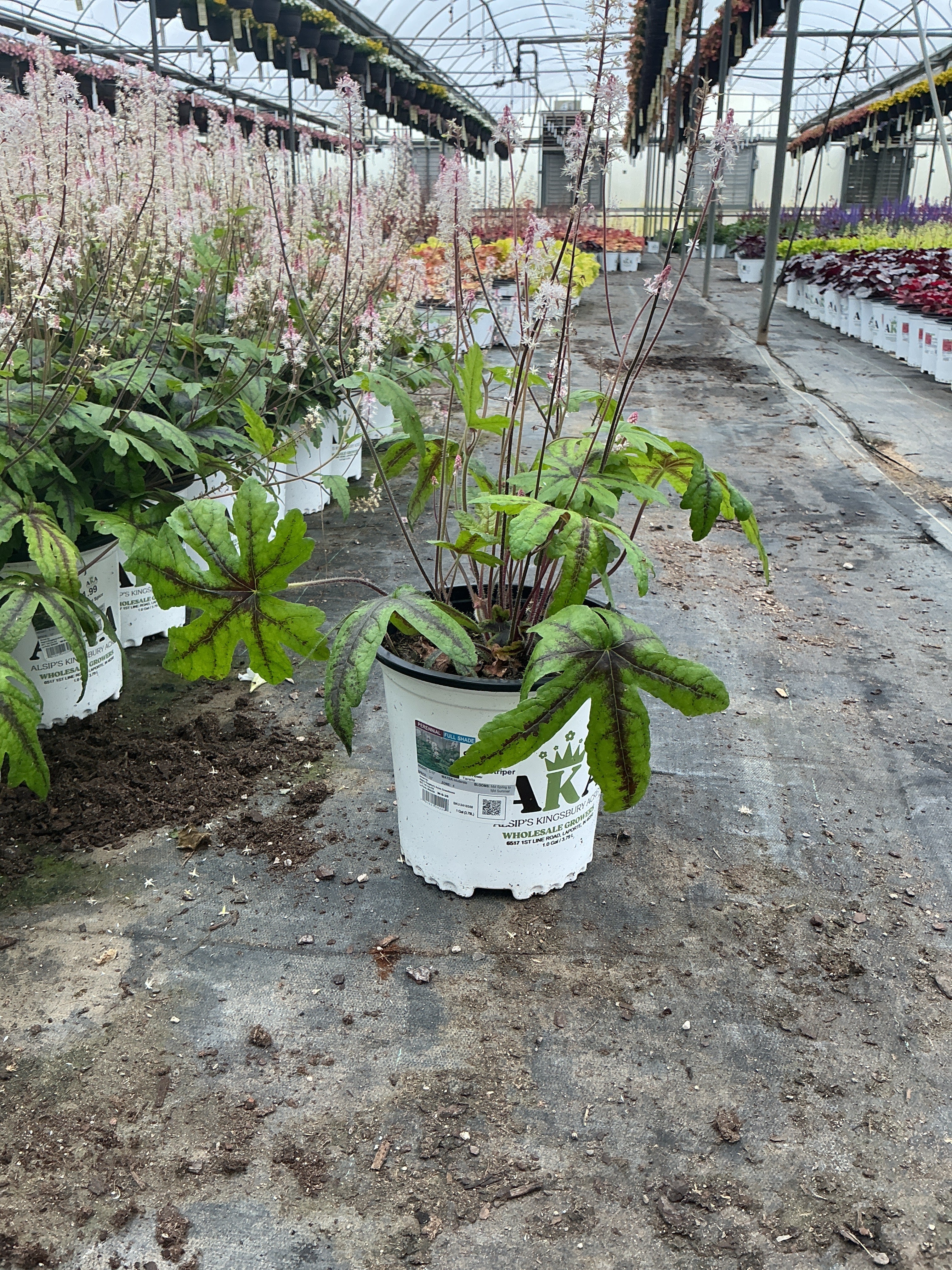 Tiarella Foam Flower Candy Striper - 8" Potted Perennial - Image 2