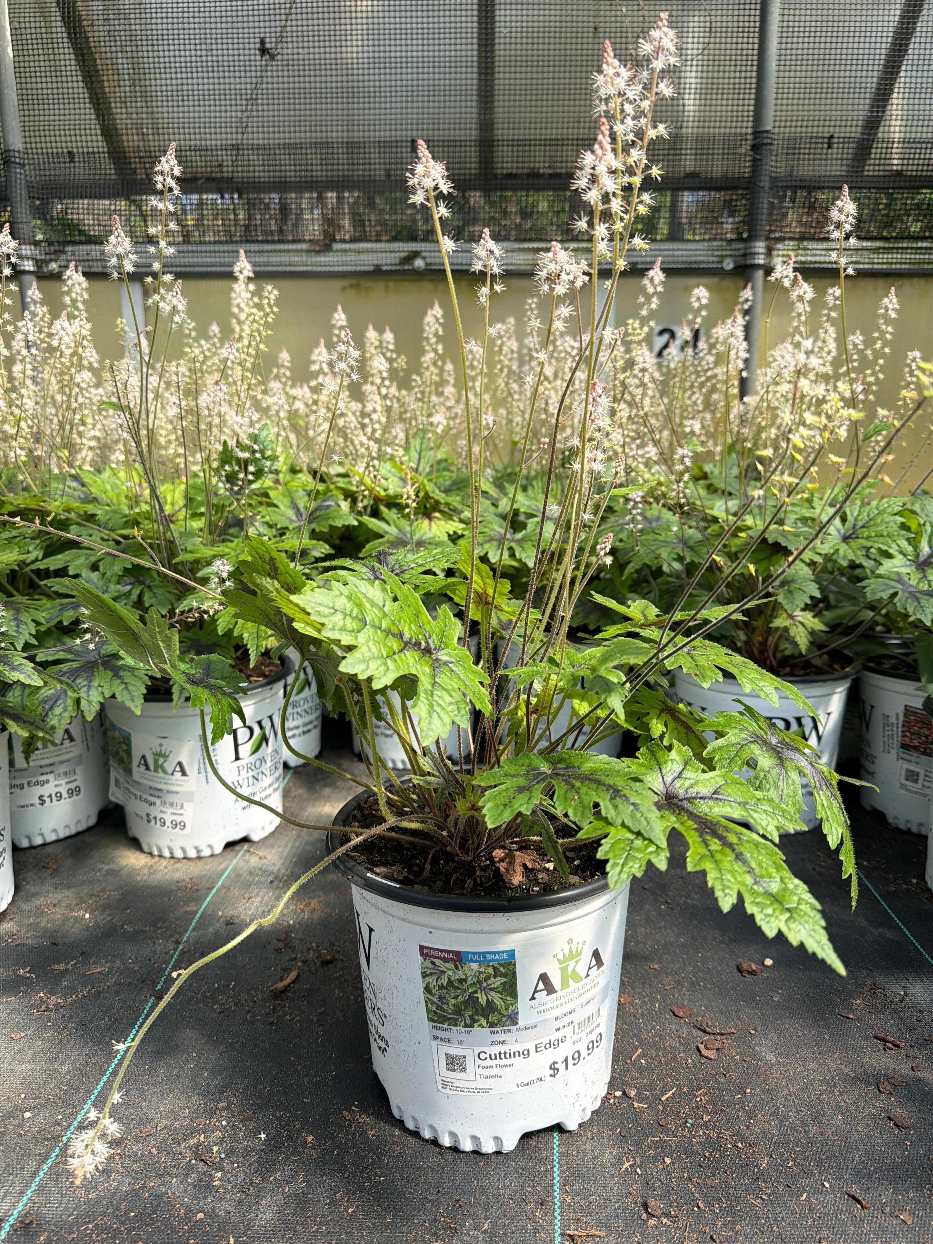 Tiarella Foam Flower Cutting Edge - 8" Potted Perennial - Image 2
