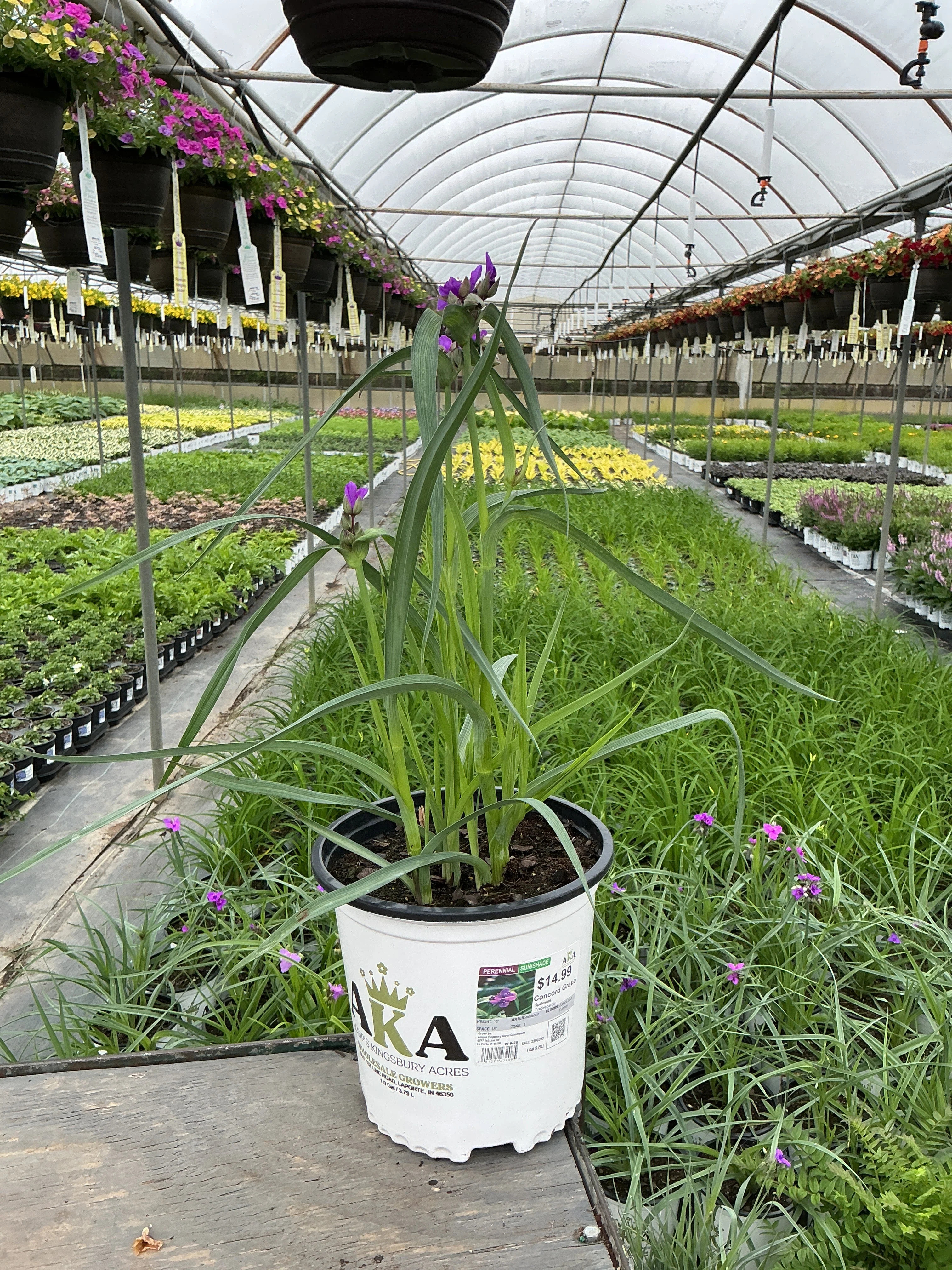 Tradescantia Spiderwort Concord Grape - 8" Potted Perennial - Image 2