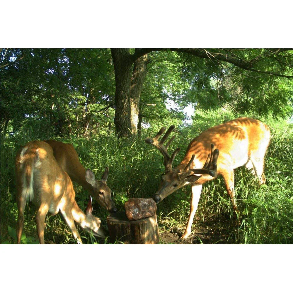 Trophy Rock Salt Lick, 12 lbs. - Image 2