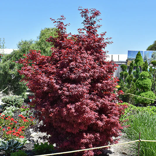 Twombly's Red Sentinel Japanese Maple - Acer palmatum - 4-5' Foot Ball & Burlap Tree