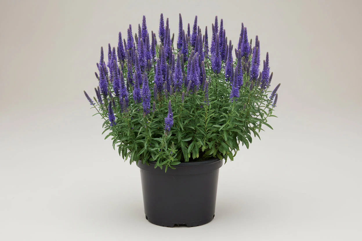 Veronica Speedwell Vernique Blue Improved - 8" Potted Perennial