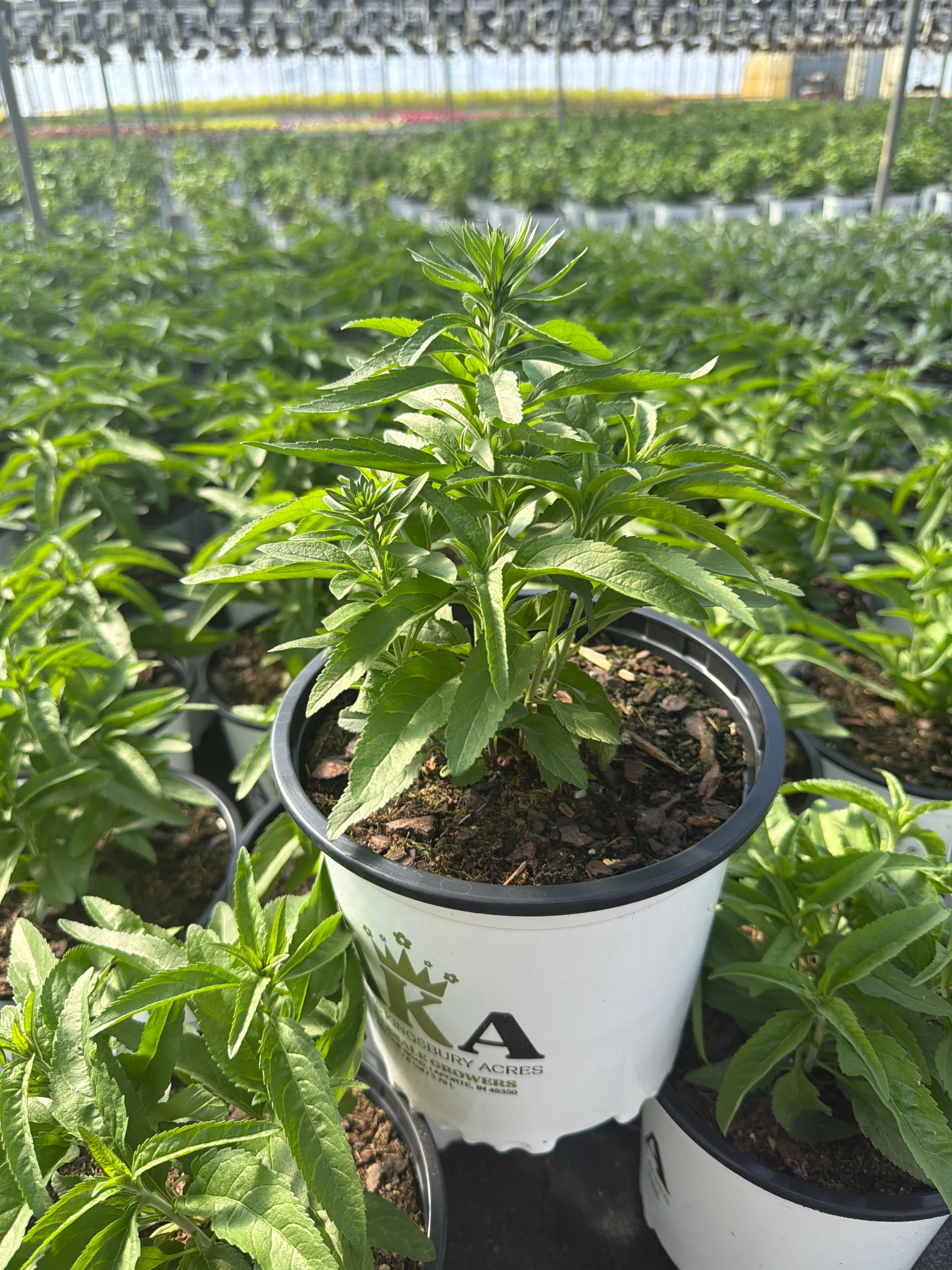 Veronica Speedwell Vernique Blue Improved - 8" Potted Perennial - Image 2