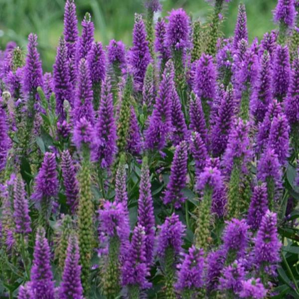 Veronica Speedwell Very Van Gogh - 8" Potted Perennial