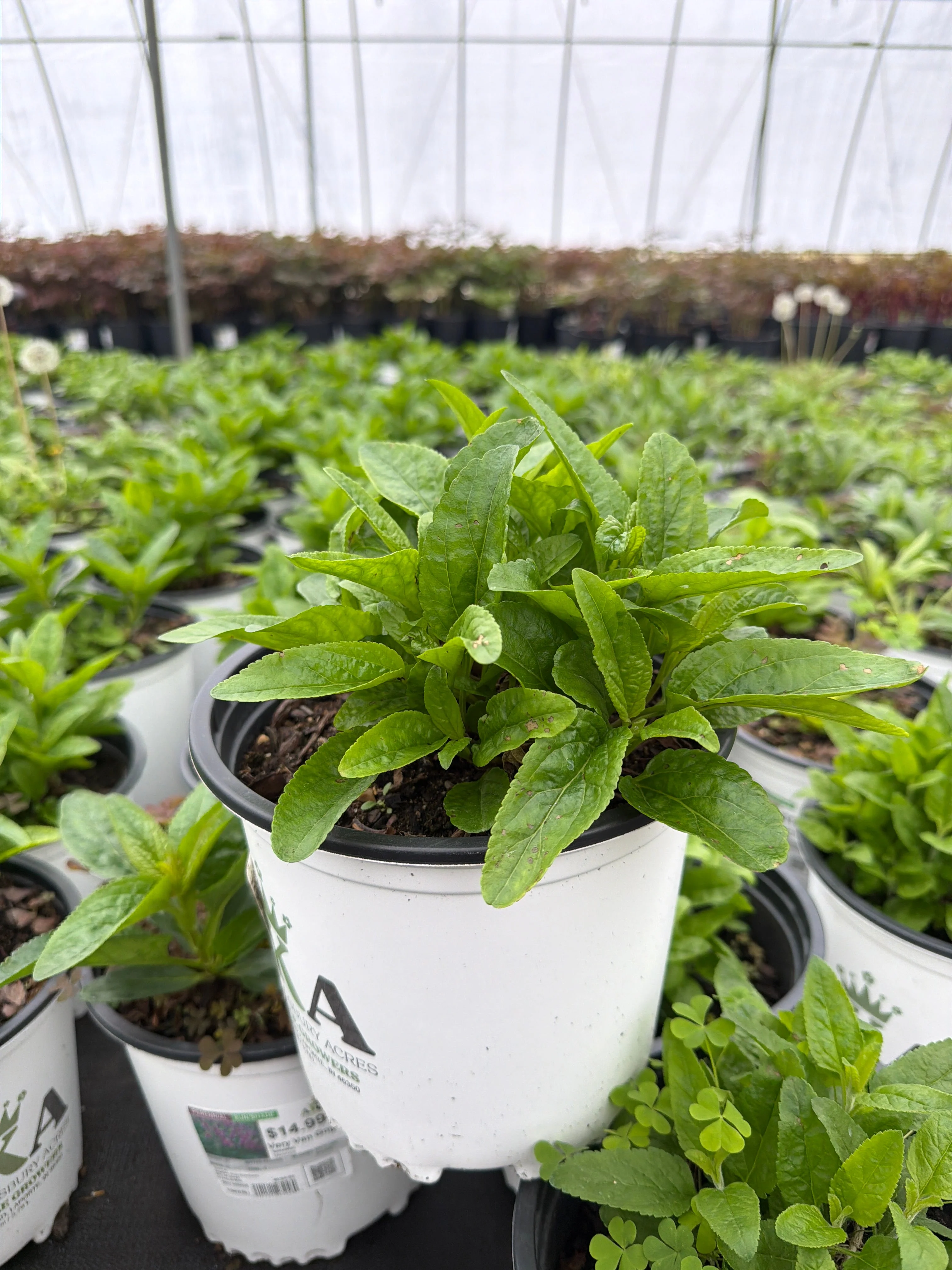 Veronica Speedwell Very Van Gogh - 8" Potted Perennial - Image 2