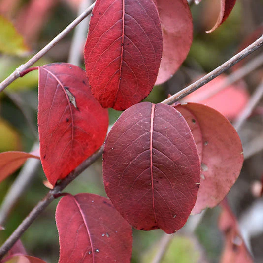 Viburnum Blackhaw - 5 Gallon Pot