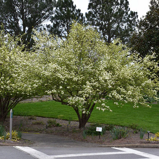 Viburnum Blackhaw - 5 Gallon Pot - Image 2