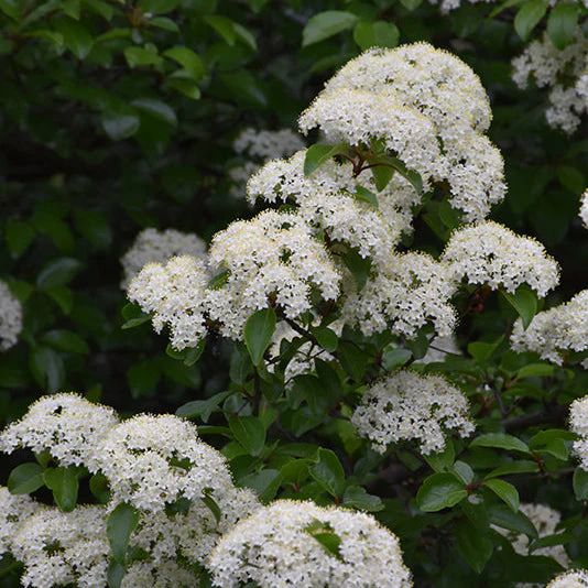 Viburnum Blackhaw - 5 Gallon Pot - Image 3