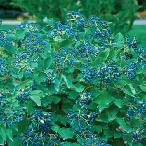 Viburnum Blue Muffin - 3 Gallon Pot