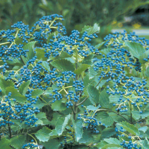 Viburnum Blue Muffin - 3 Gallon Pot - Image 2