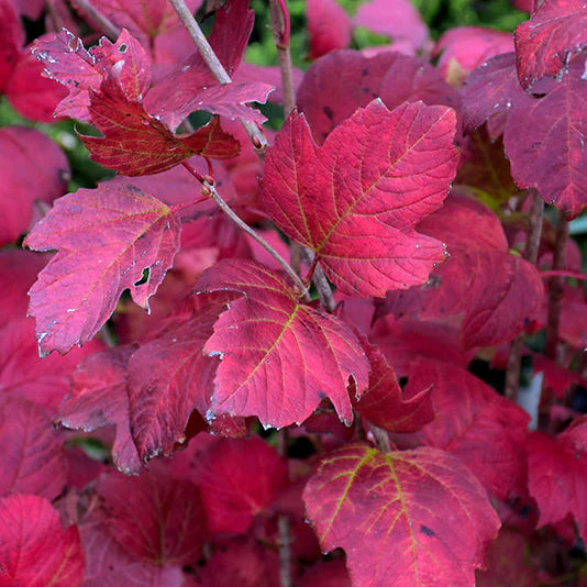 Viburnum Compact European Cranberrybush - 5 Gallon Pot