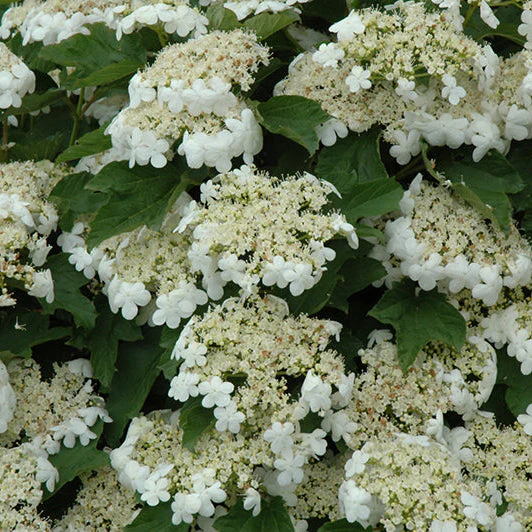 Viburnum Compact European Cranberrybush - 5 Gallon Pot - Image 2