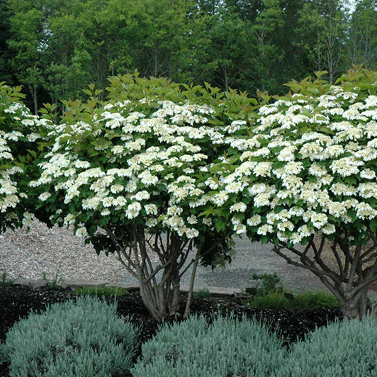 Viburnum Compact European Cranberrybush - 5 Gallon Pot - Image 3
