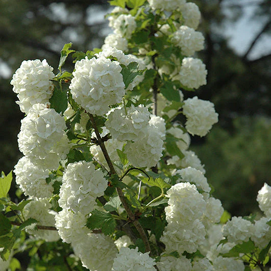 Viburnum Snowball - 5 Gallon Pot - Image 2