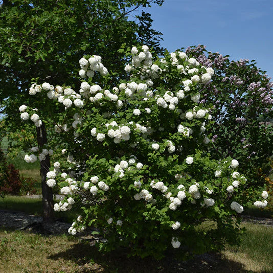 Viburnum Snowball - 5 Gallon Pot - Image 3