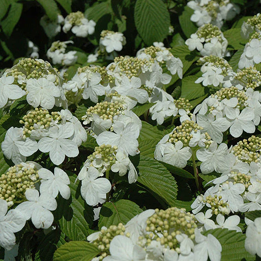 Viburnum Newport Doublefile - 5 Gallon Pot - Image 2