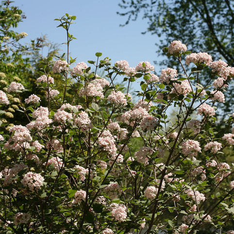 Viburnum Spice Girl - 3 Gallon Pot
