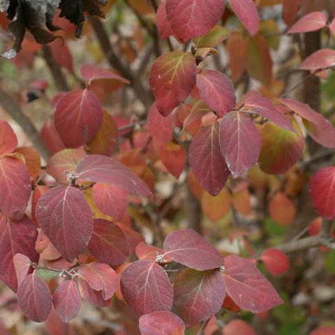 Viburnum Spice Girl - 3 Gallon Pot - Image 2