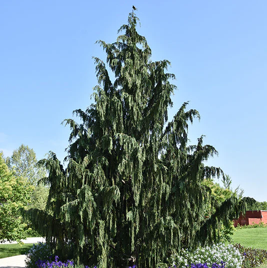 Weeping Nootka Cypress - Chamaecyparis nootkatensis 'Pendula' - Ball & Burlap Tree (Multiple Sizes) - Image 2