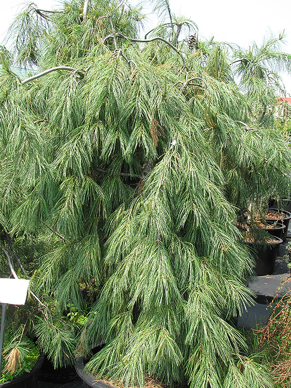 Weeping White Pine - Pinus strobus 'Pendula' - Ball & Burlap Tree (Multiple Sizes) - Image 4