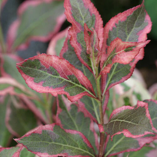 Weigela My Monet - 2 Gallon Pot