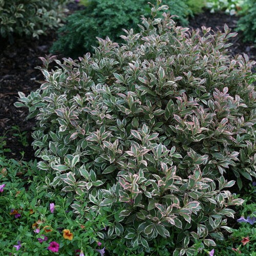 Weigela My Monet Purple Effect - 2 Gallon Pot