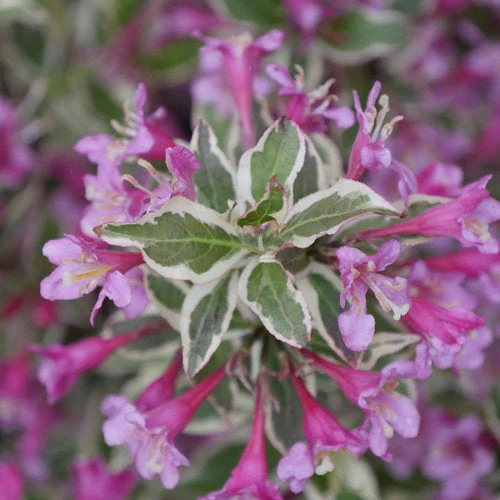 Weigela My Monet Purple Effect - 2 Gallon Pot - Image 2