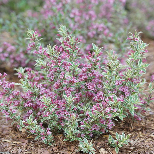 Weigela My Monet Purple Effect - 2 Gallon Pot - Image 3