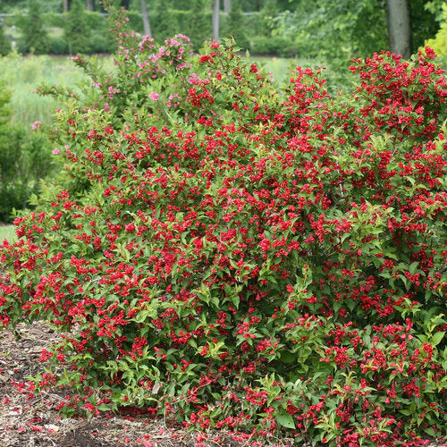 Weigela Sonic Bloom Red - 3 Gallon Pot