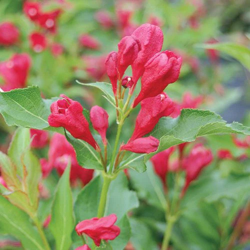 Weigela Sonic Bloom Red - 3 Gallon Pot - Image 2
