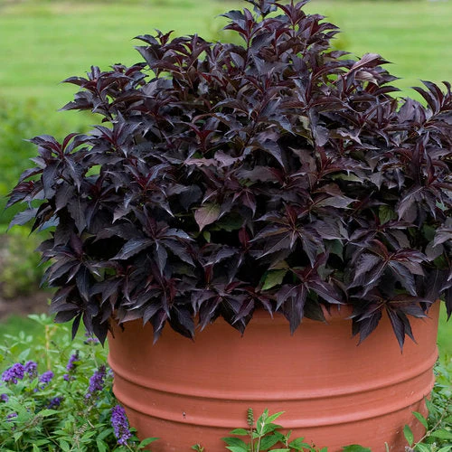 Weigela Spilled Wine - 3 Gallon Pot