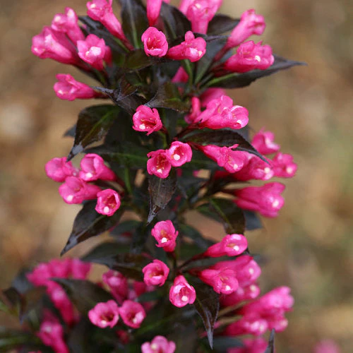 Weigela Spilled Wine - 3 Gallon Pot - Image 2