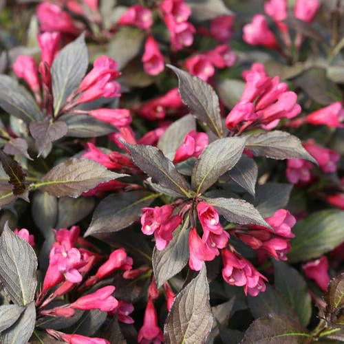 Weigela Spilled Wine - 3 Gallon Pot - Image 3