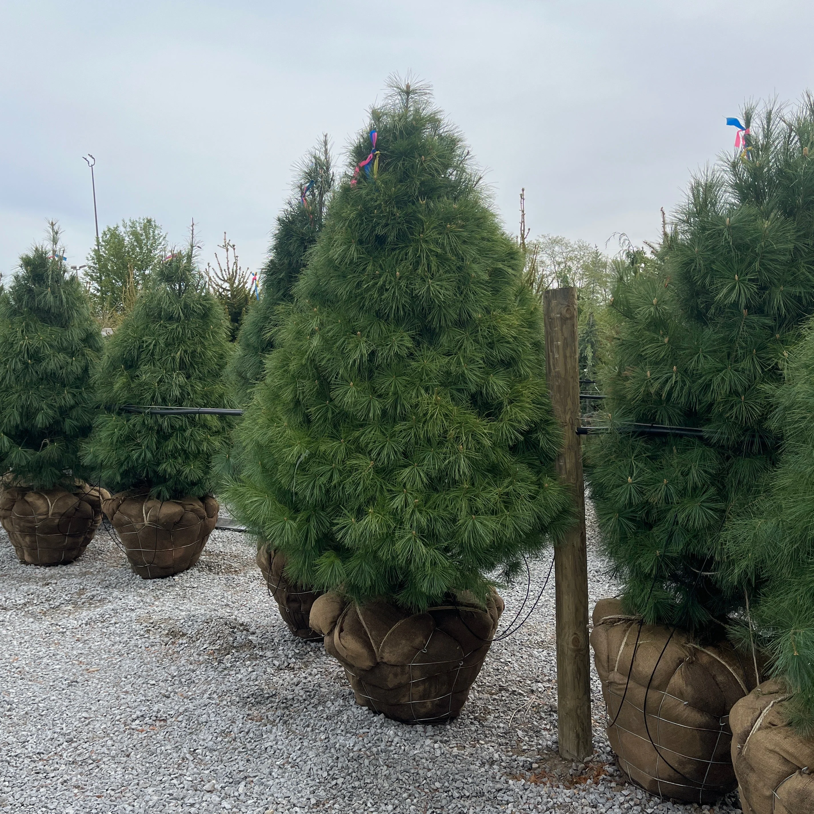 White Pine - Pinus strobus - Ball & Burlap Tree (Multiple Sizes)