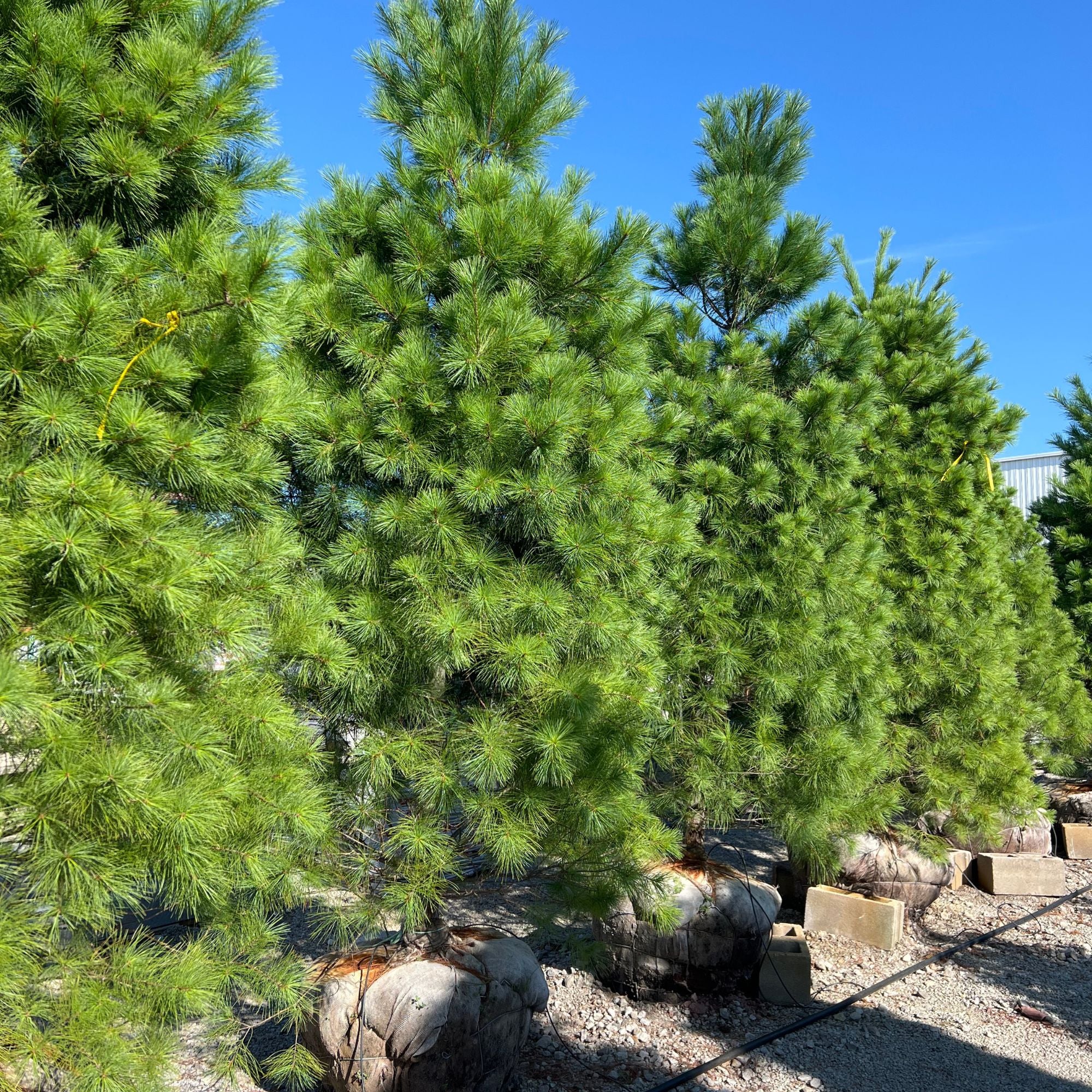 White Pine - Pinus strobus - Ball & Burlap Tree (Multiple Sizes) - Image 2