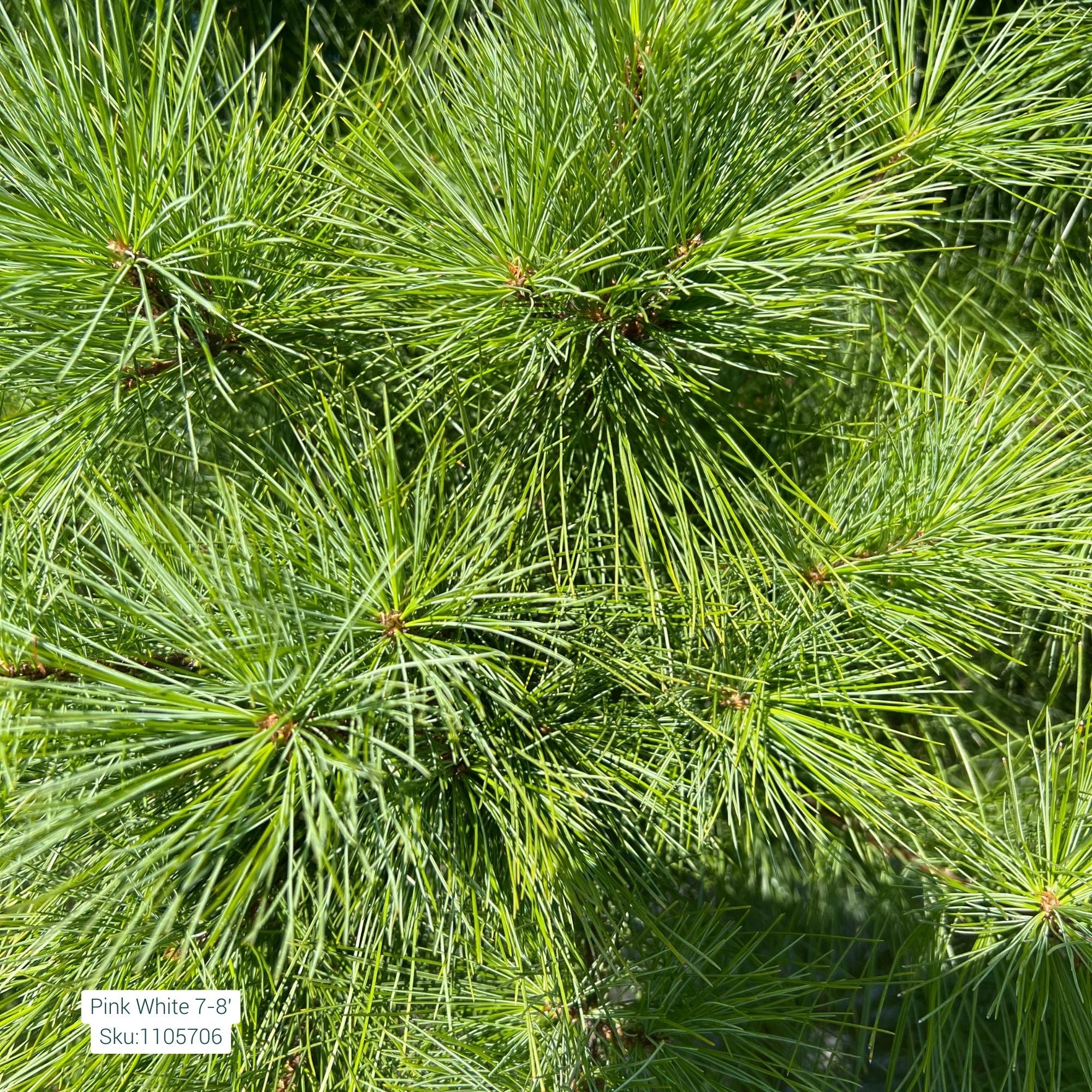White Pine - Pinus strobus - Ball & Burlap Tree (Multiple Sizes) - Image 3