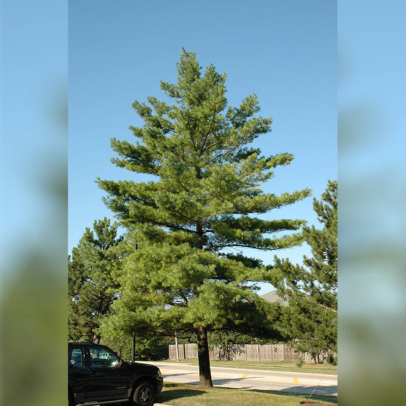 White Pine - Pinus strobus - Ball & Burlap Tree (Multiple Sizes) - Image 4