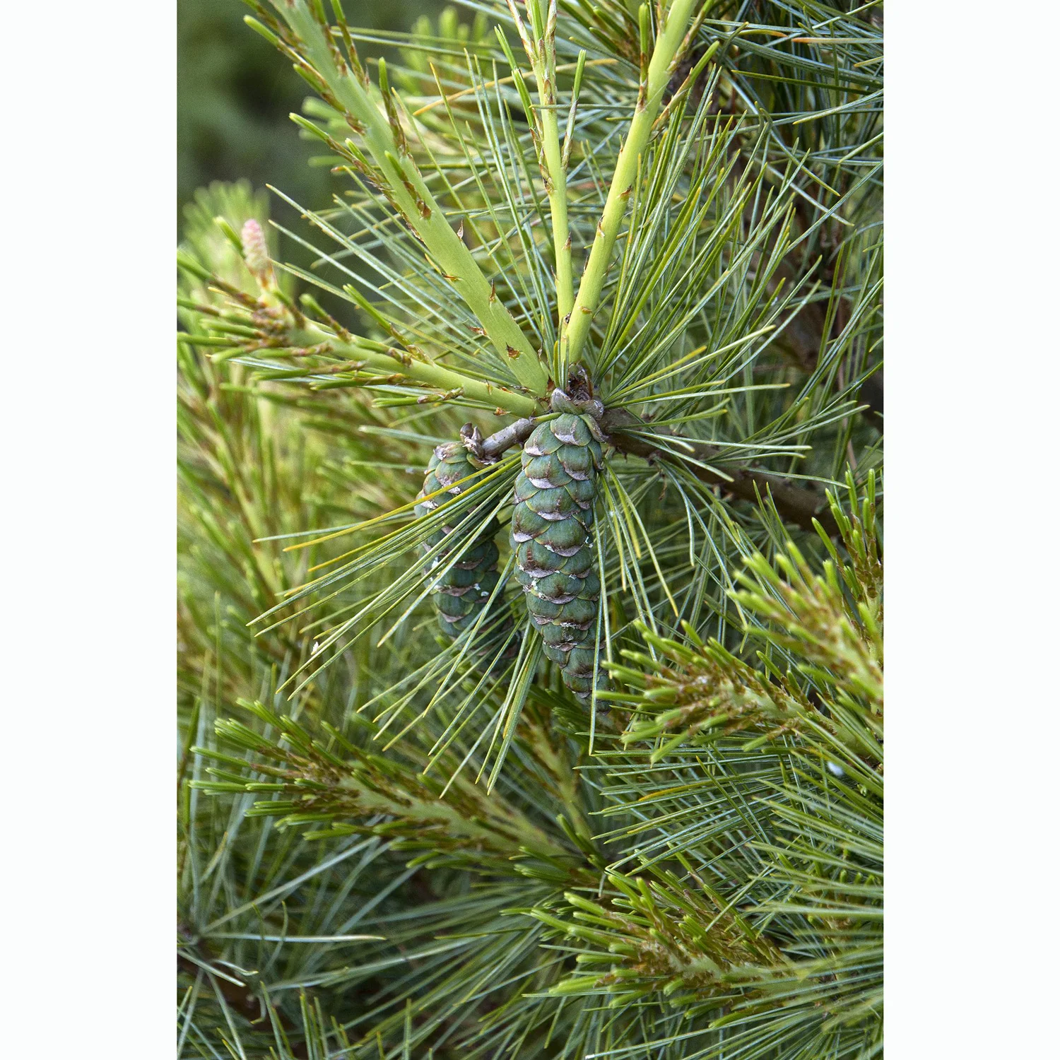 White Pine - Pinus strobus - Ball & Burlap Tree (Multiple Sizes) - Image 5